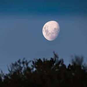 Heller Mond am blauen Himmel über den dunklen Silhouetten von Bäumen