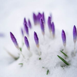 Violette Krokusse, die aus einer Schneedecke herauswachsen