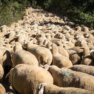 Dichte Herde aus hellbraunen Schafen auf einem steinigen Weg zwischen Bäumen