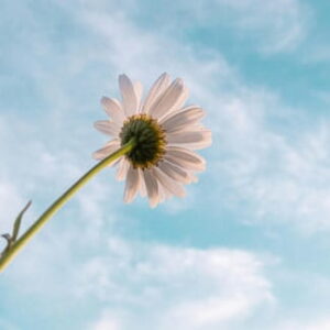 Weiße Blüte an einem langen grünen Stängel vor blauem Himmel mit hellen Wolken
