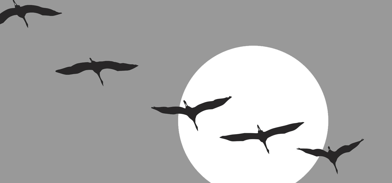 Fliegende Vögel vor hellem Kreis als abstraktes Bild für Richtung, Bewegung und gestalterische Wirkung bei einem Webdesign Relaunch