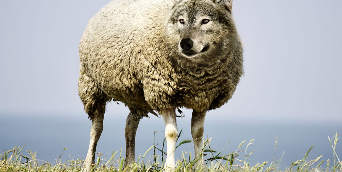 Fotomontage eines Wolfs mit dem Körper und dem dichten Fell eines Schafes auf einer Wiese